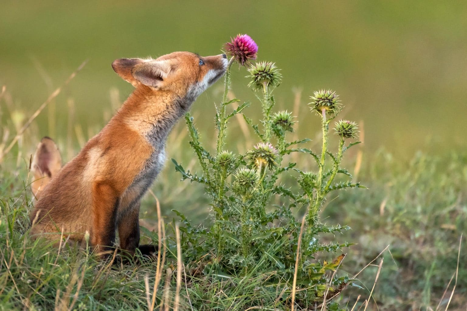 Rødrev lukter på blomst