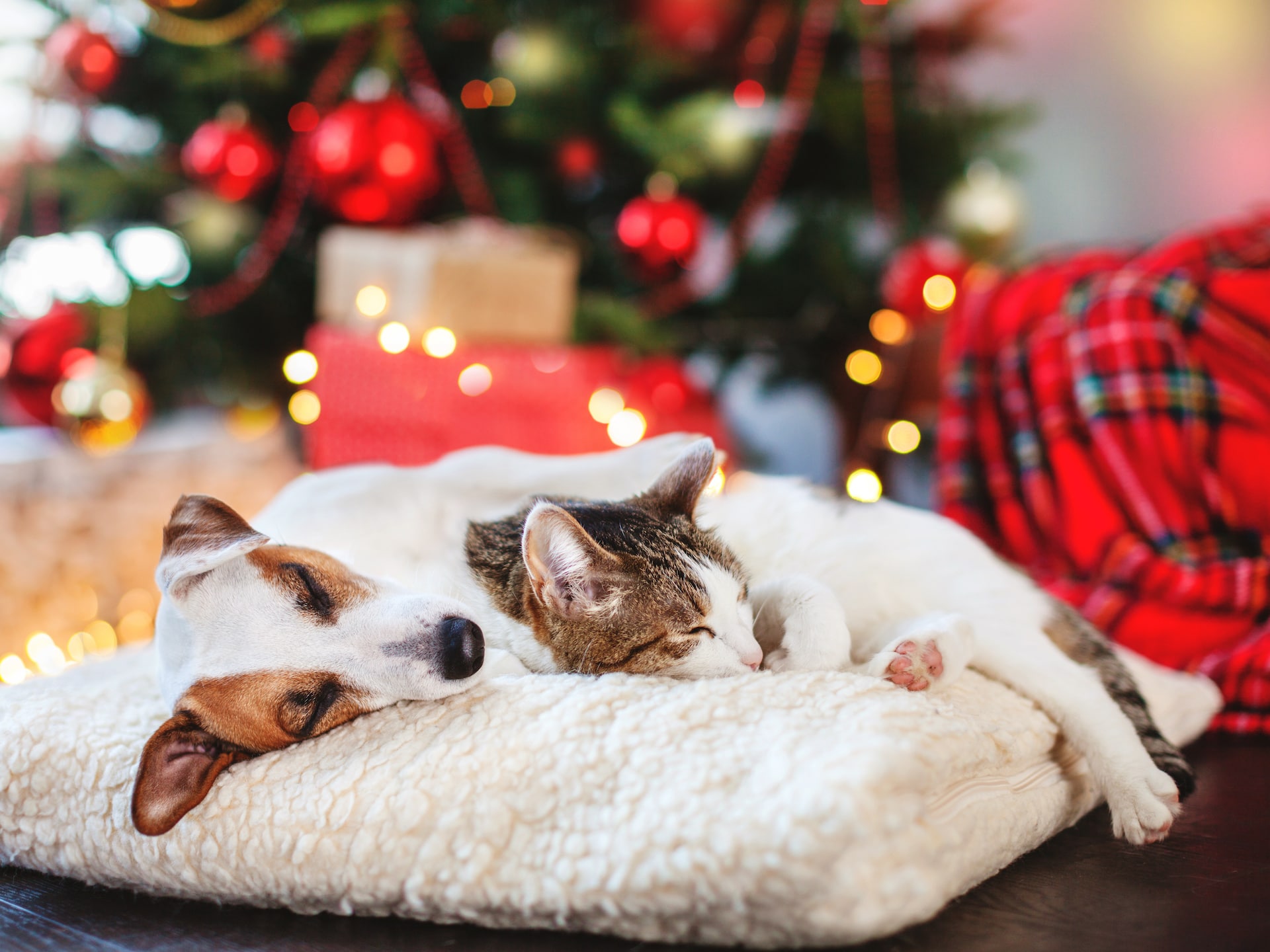 Hund og katt under juletre