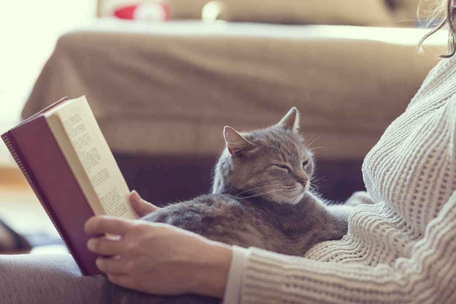 Grå katt som sitter i fanget til en person som leser bok