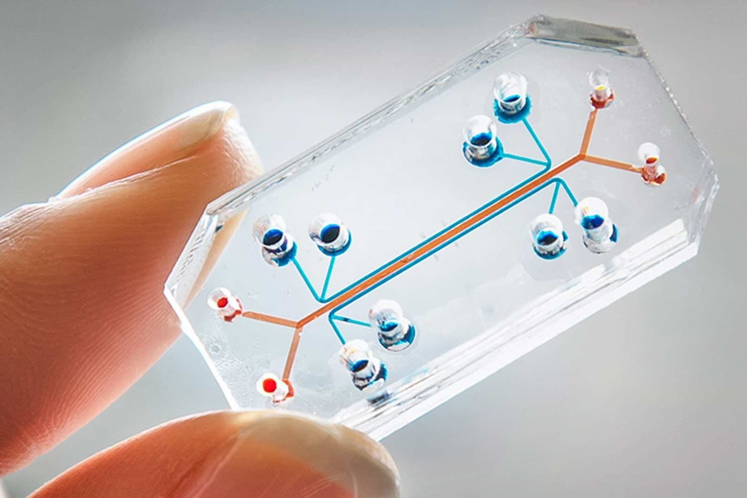 Eksempel på "human-on-a-chip" fra Wyss Institute. 