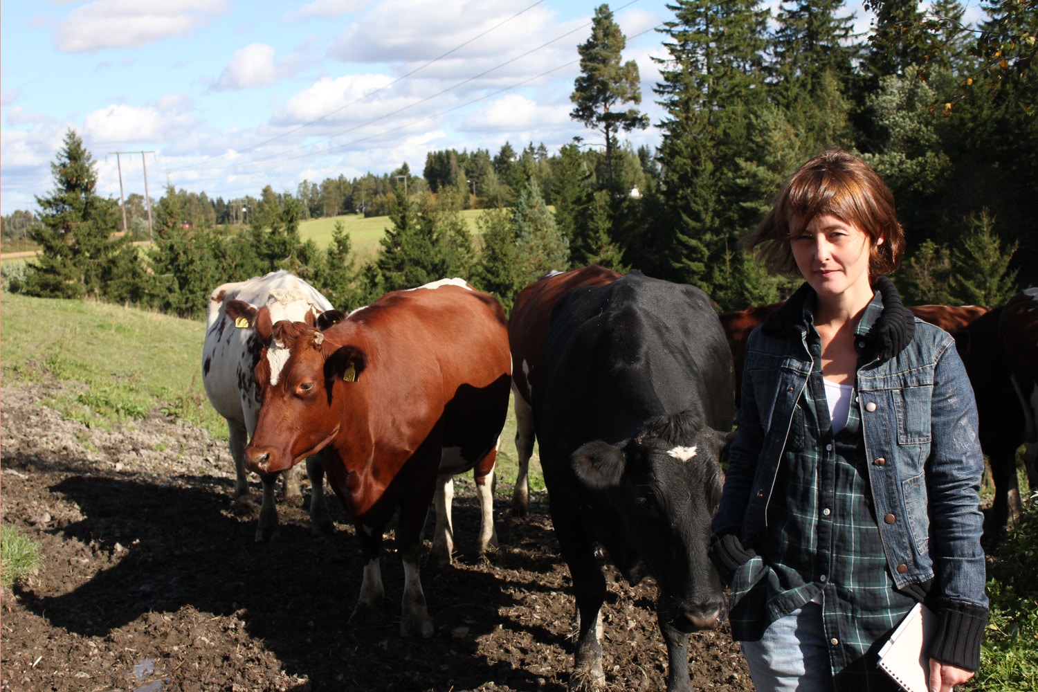 Agronom med kyr ute på beite