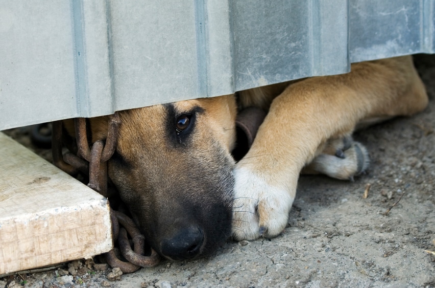 Hund liggende ved foten av et skur