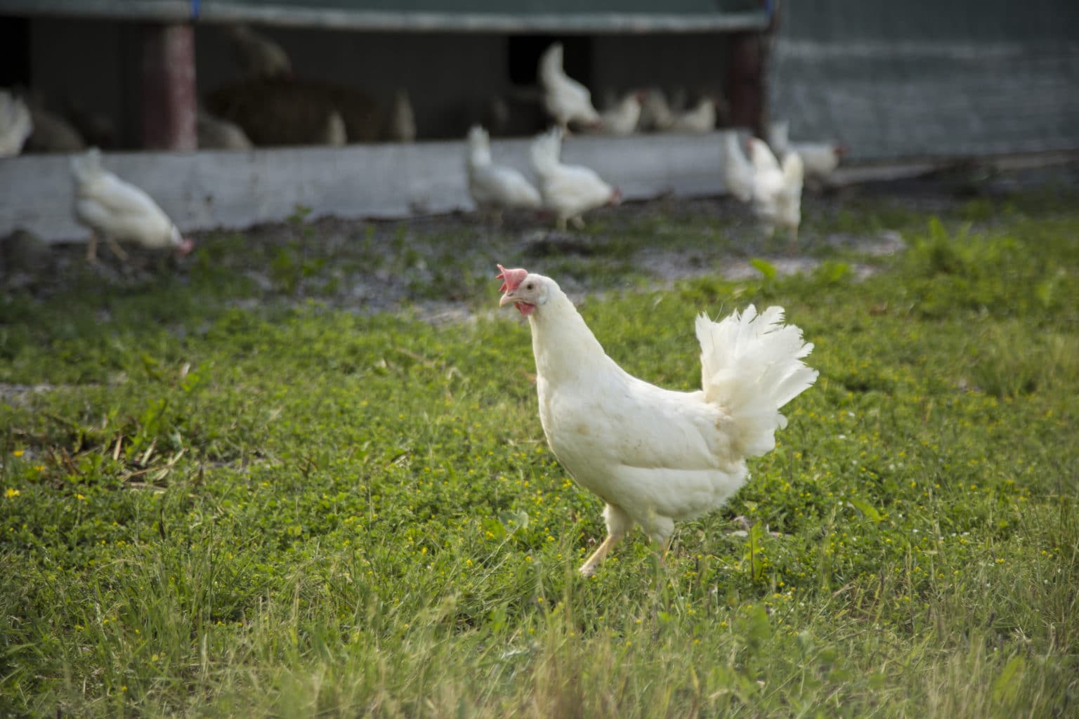 Hvite høner ute, en i forgrunnen. Dette er høns i økologisk eggproduksjon.