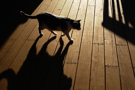 Katt gående på planker med tydelig skygge