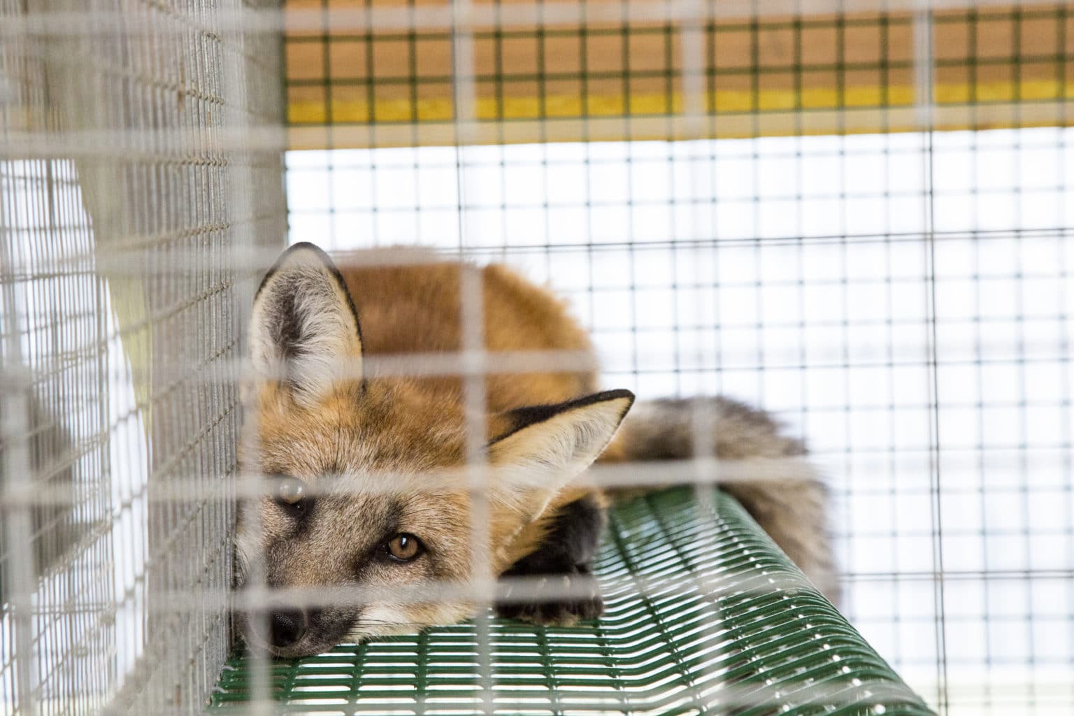 Exhausted fox in a cage