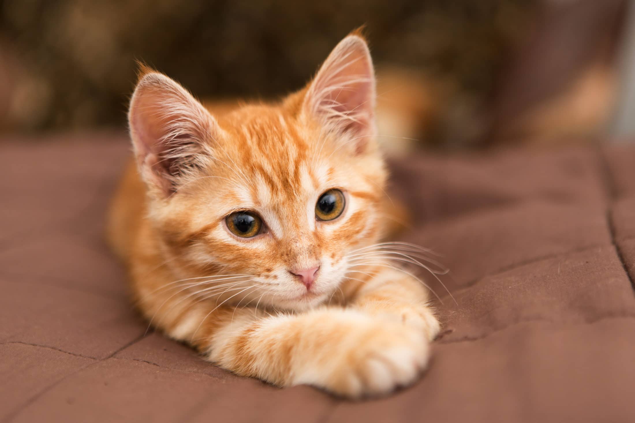 Ung oransjestripete katt på sofa