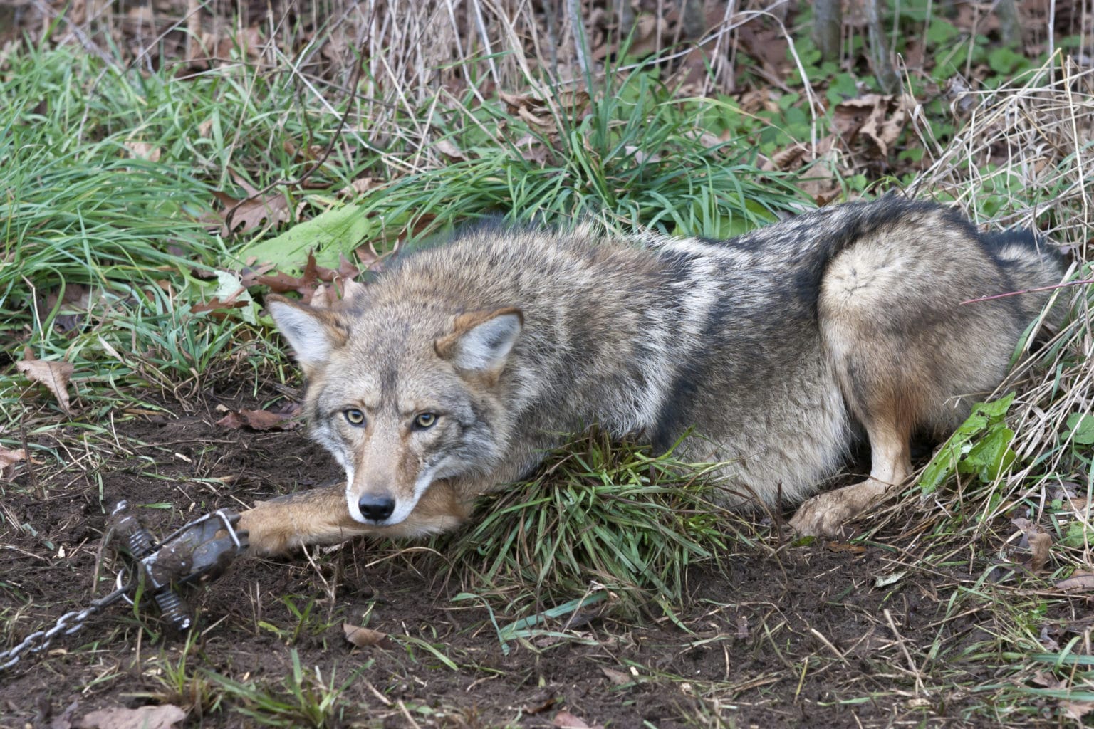 Coyote sitter fast i fotsaks er et eksempel på fangst av pelsdyr