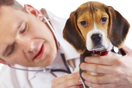 Hund hos veterinæren