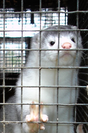 Hvit mink