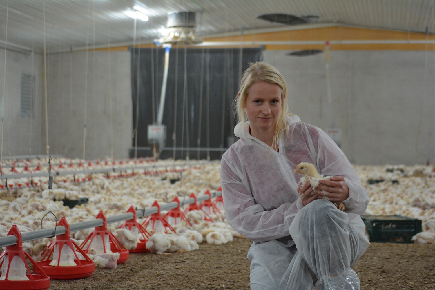 Julie Grell i kyllinghus i norsk kyllingproduksjon