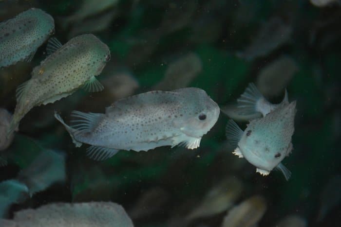Rensefisk-svømmer