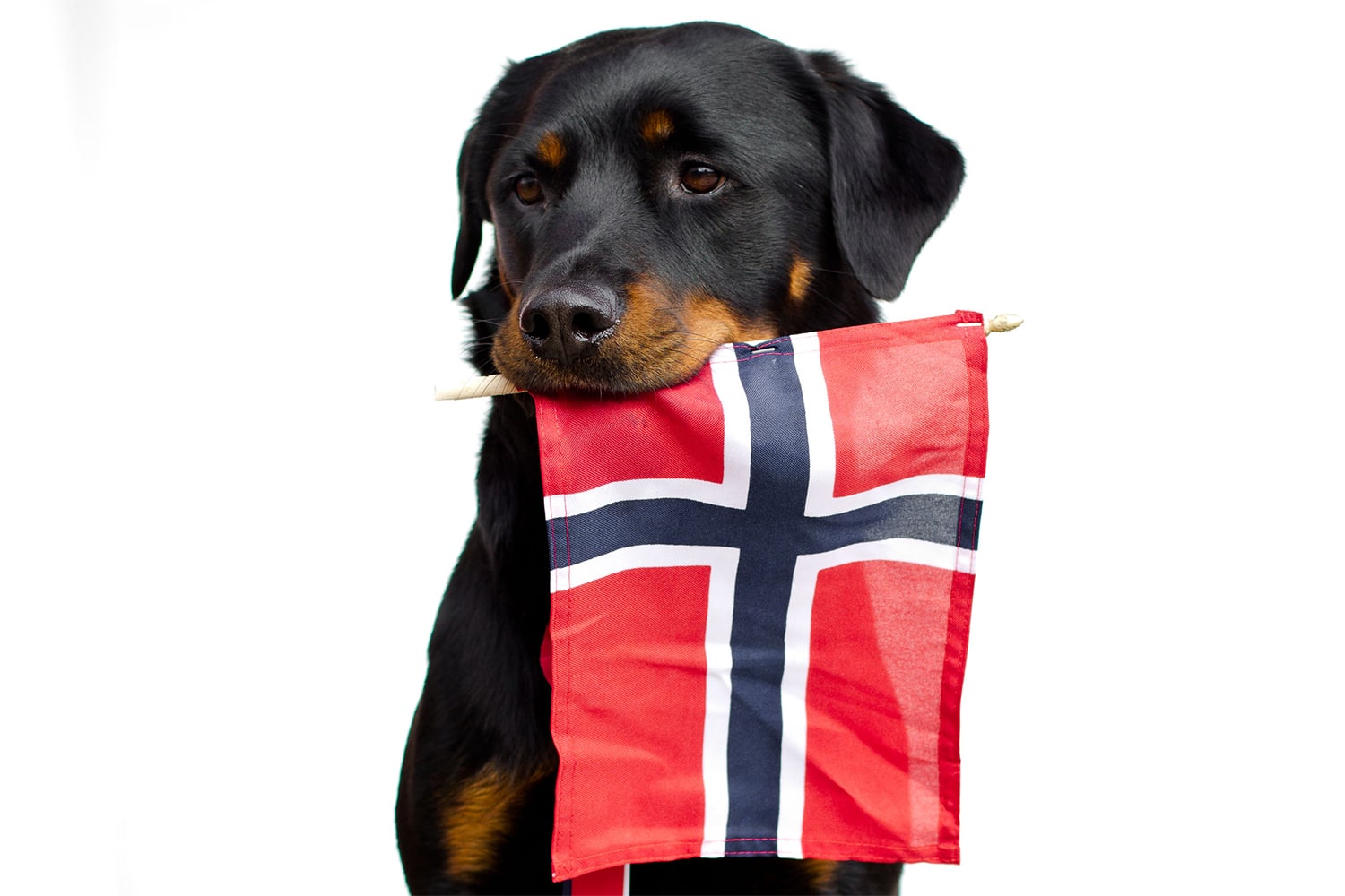 Hunden Tellus holder det norske flagget