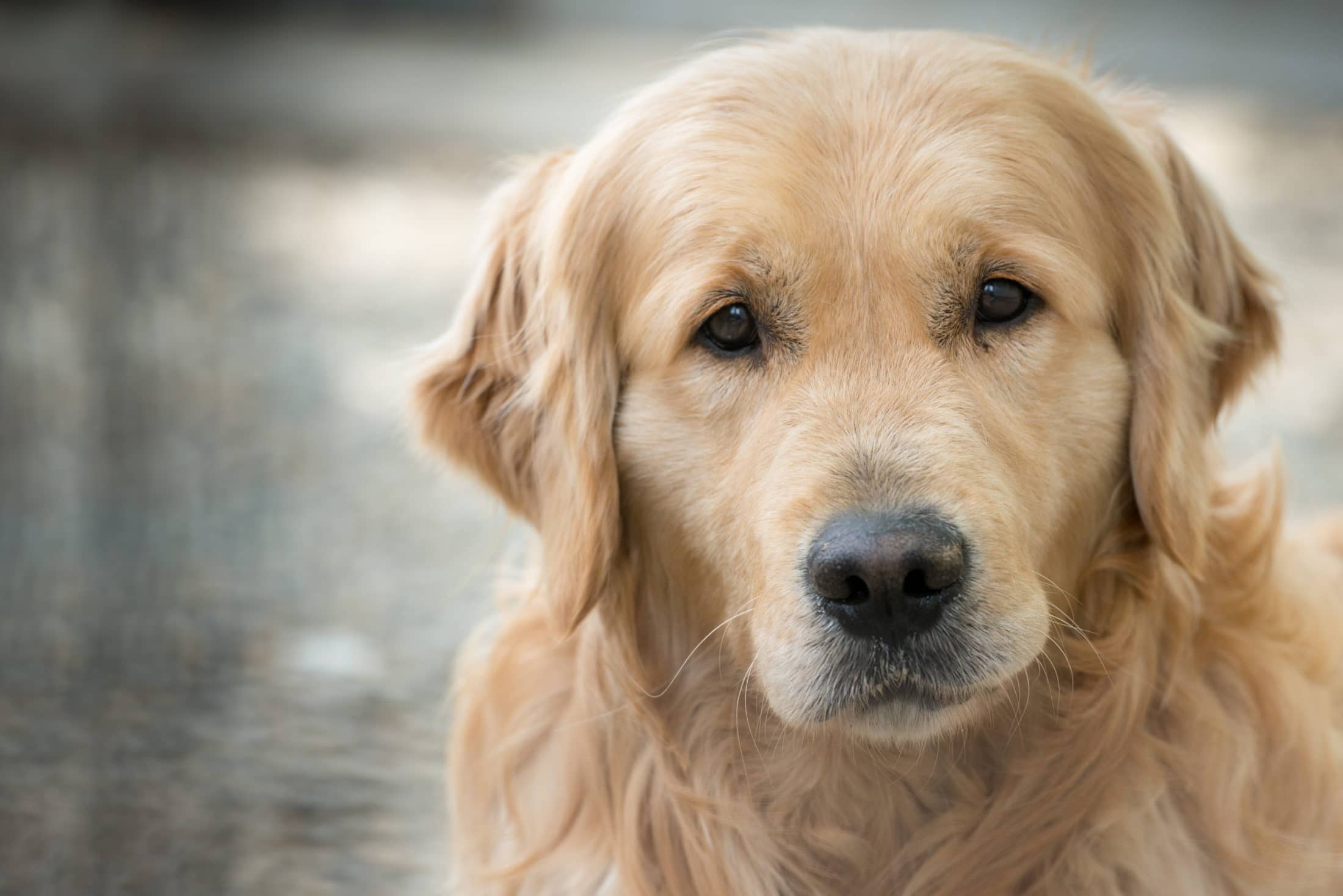 Trist, eldre hund