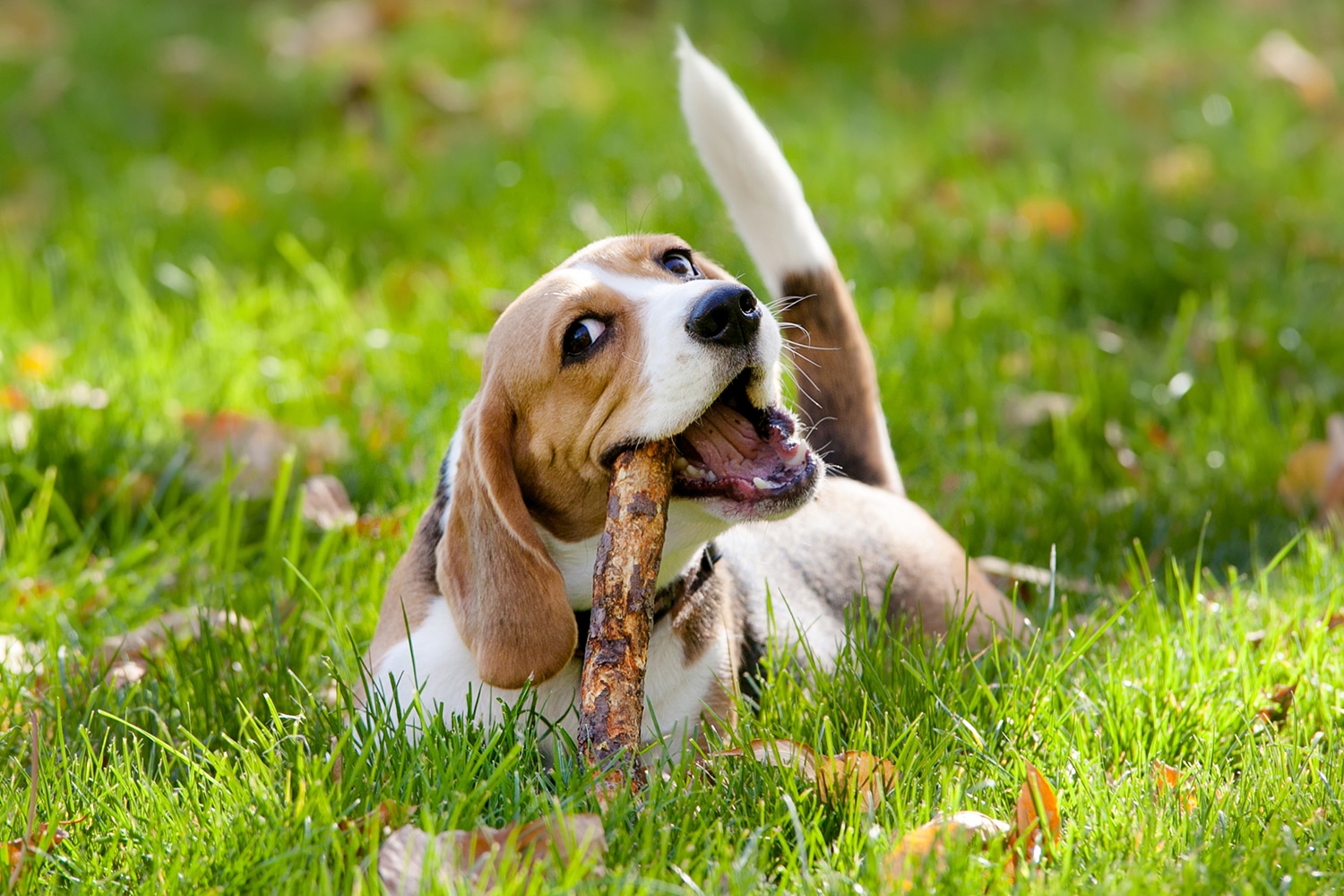 Glad beagle