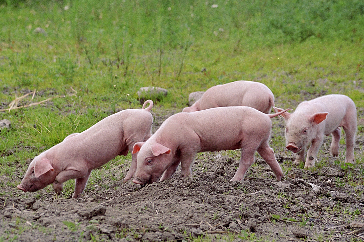 Piglets out in the field. Norway will now ban pig castration without pain relief.