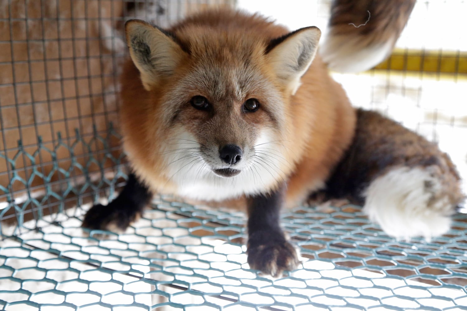 Redd rødrev i bur på norsk pelsfarm