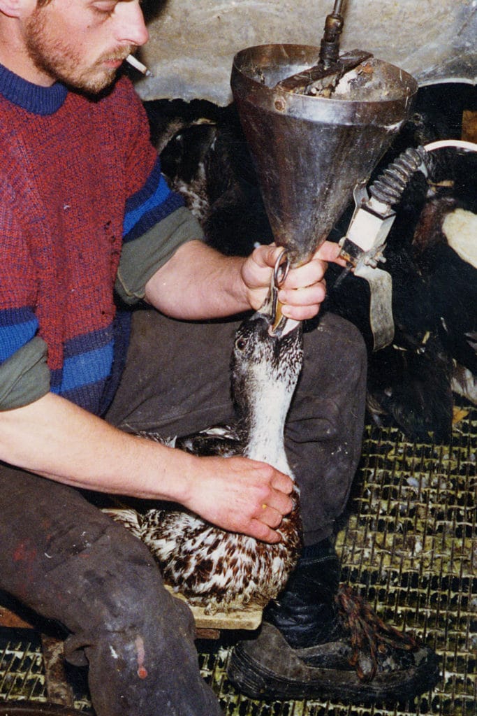 Foie gras tvangsforing