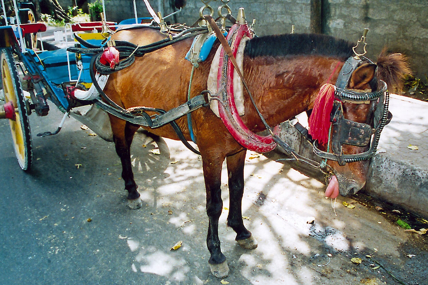 Hest brukt til hestetaxi