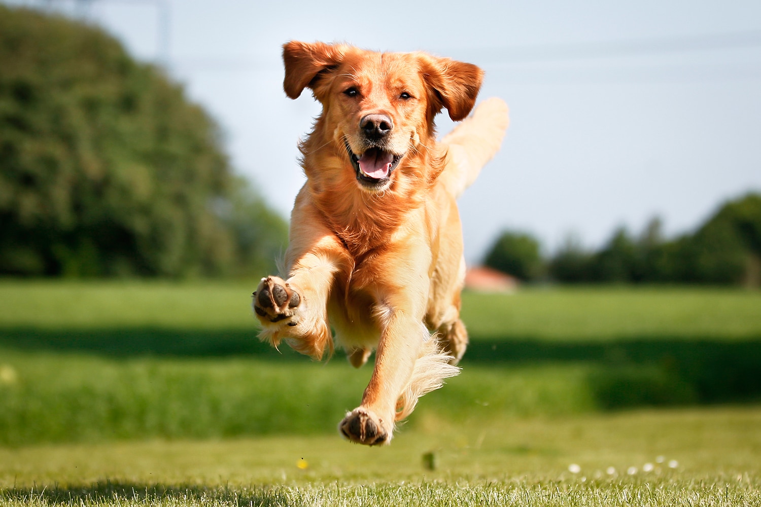 Hund i fullt firsprang
