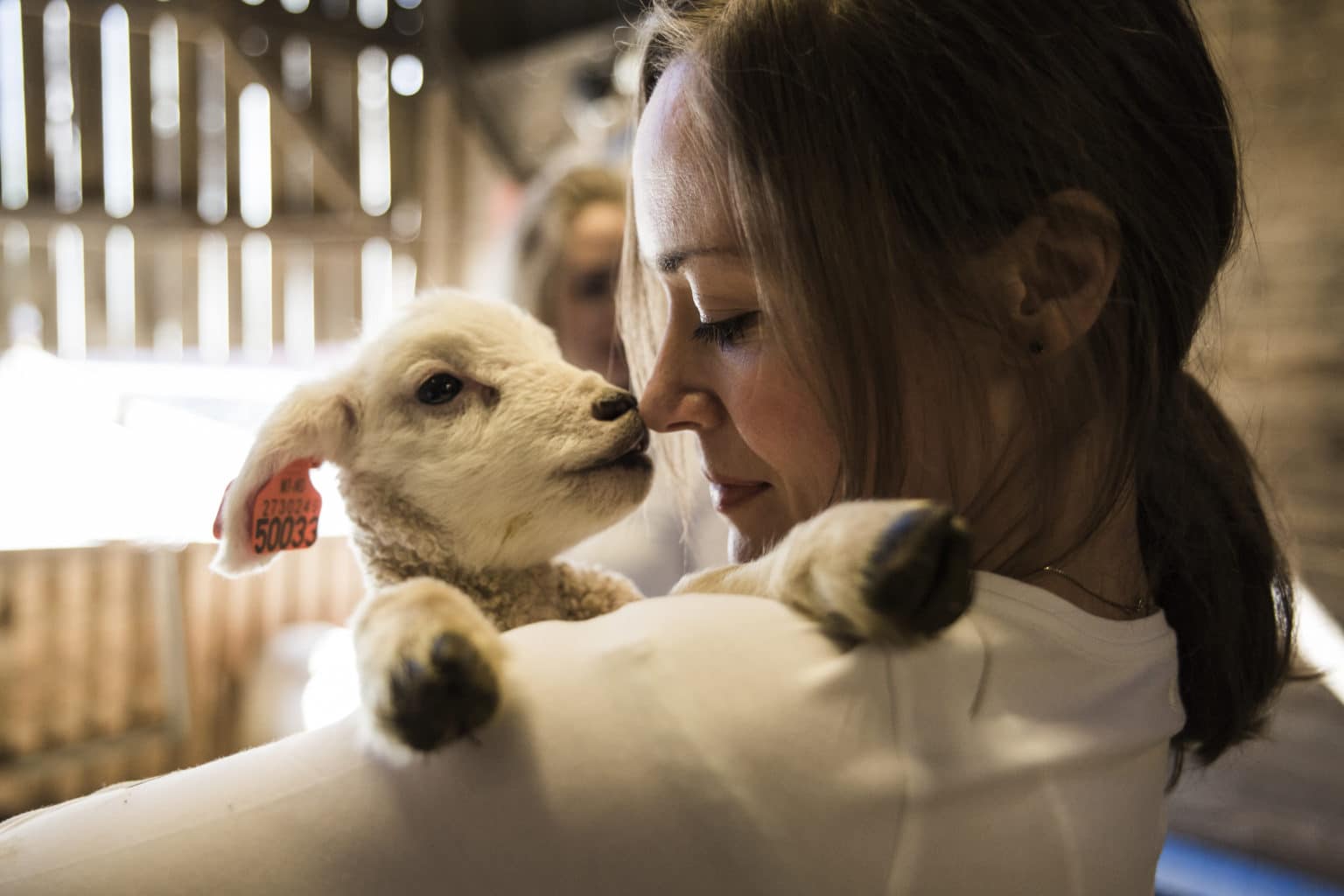 Kaja holder lam og koser. Dyrevernalliansens arbeidsmetoder inneholder aldri vold.