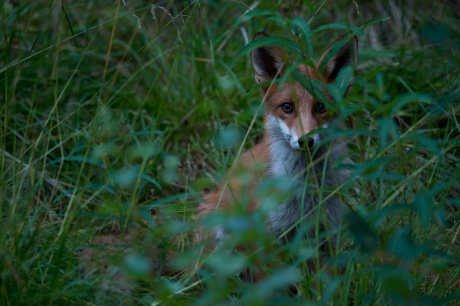 Redd rev i grønt terreng Photo-Roger-Brendhagen-1-18