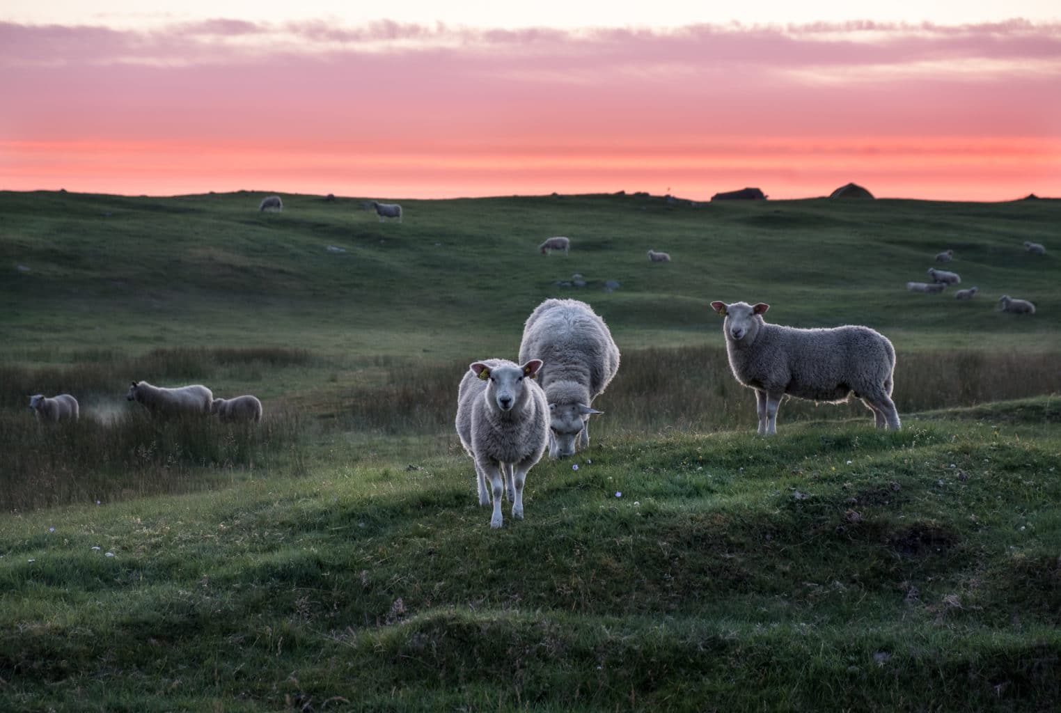 Sauer på sommerbeite i Lofoten. Lammekjøtt kommer fra dyr som kan ha hatt veldig varierende dyrevelferd.