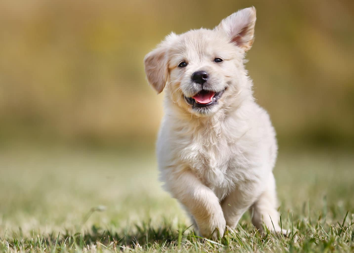 Liten lys hundevalp ute i gresset