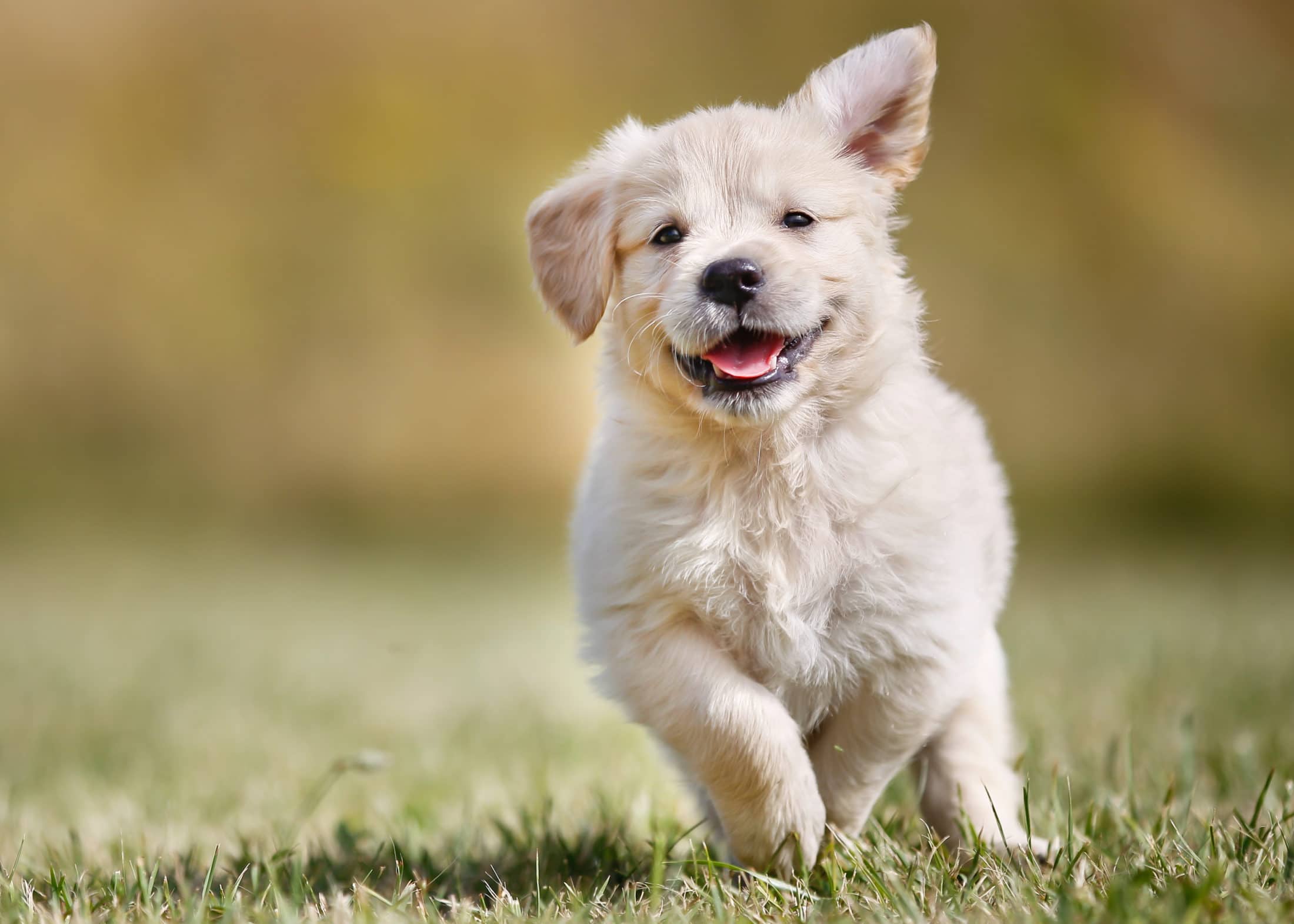 Liten lys hundevalp ute i gresset