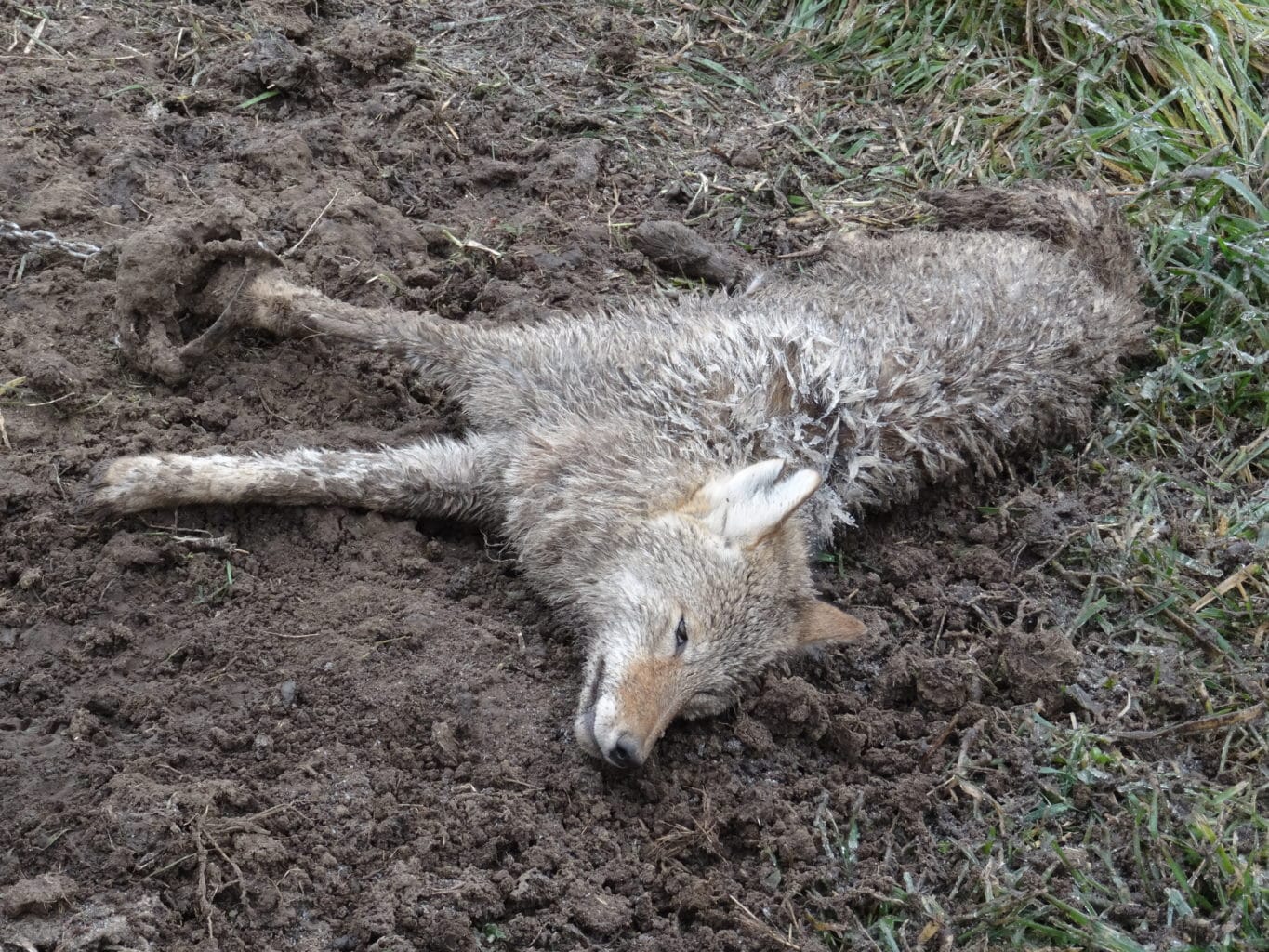 Utslitt coyote liggende med fotsaks