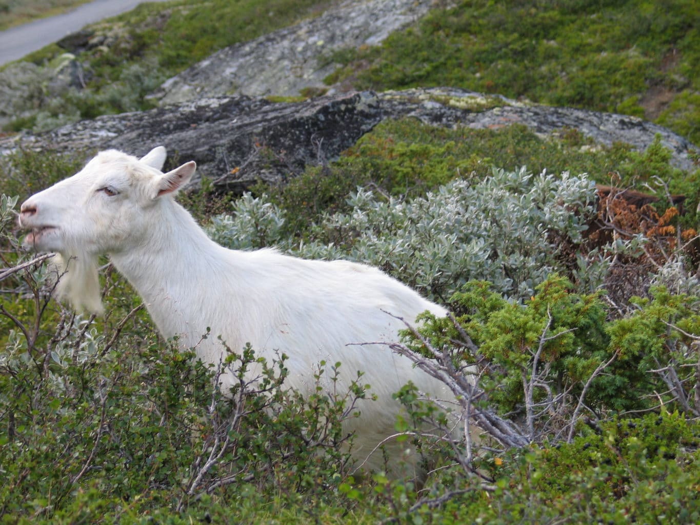 Geit på beite. Sau og geit står stort sett innendørs hele vinteren.