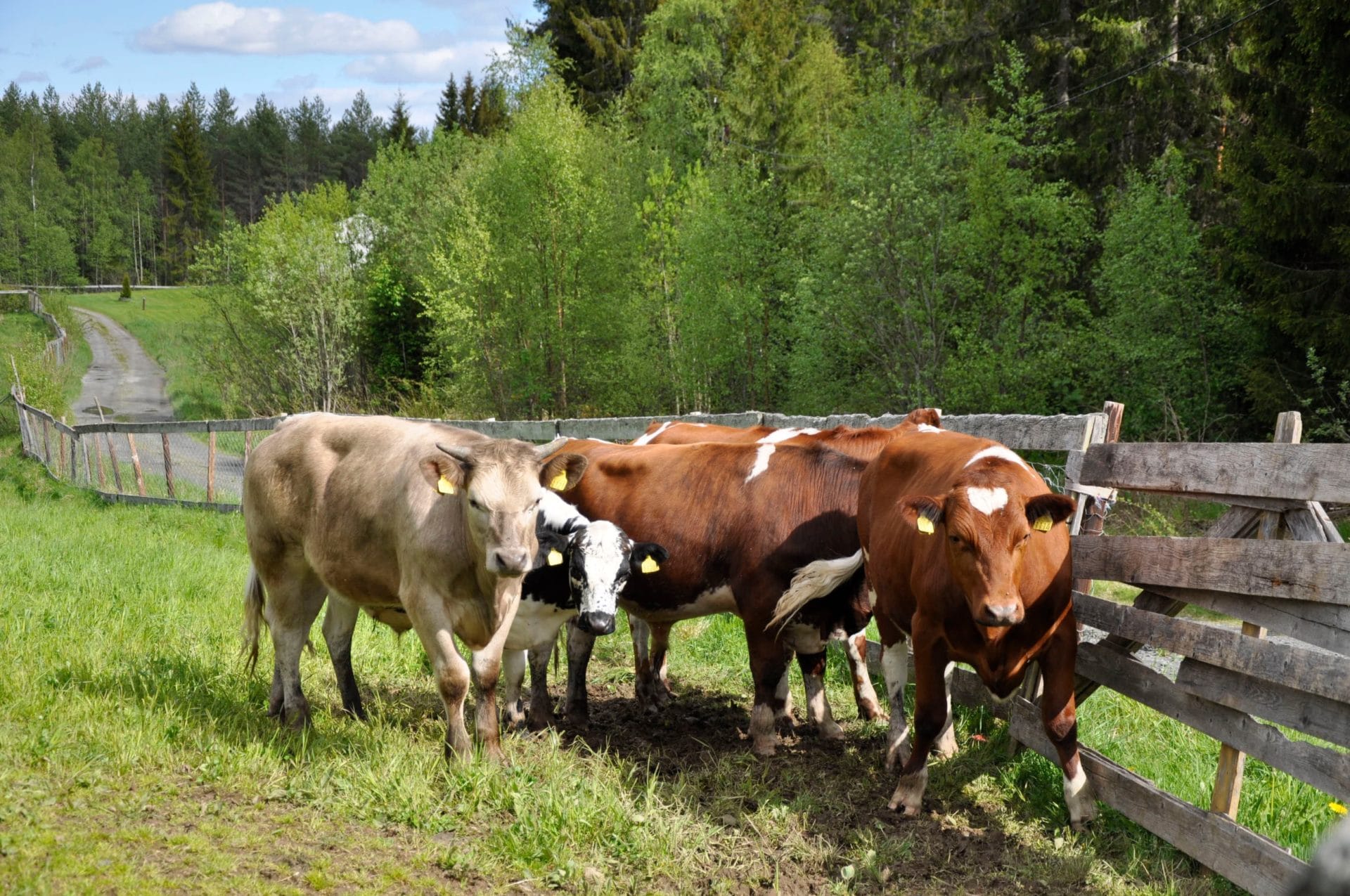 Kastrater ute i innhegning