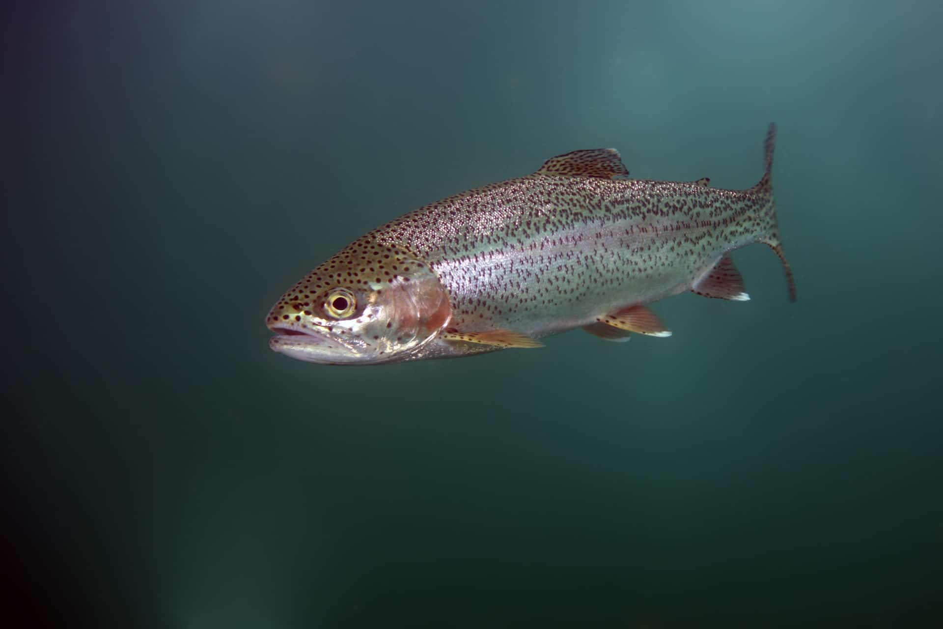 Regnbueorret Fisk