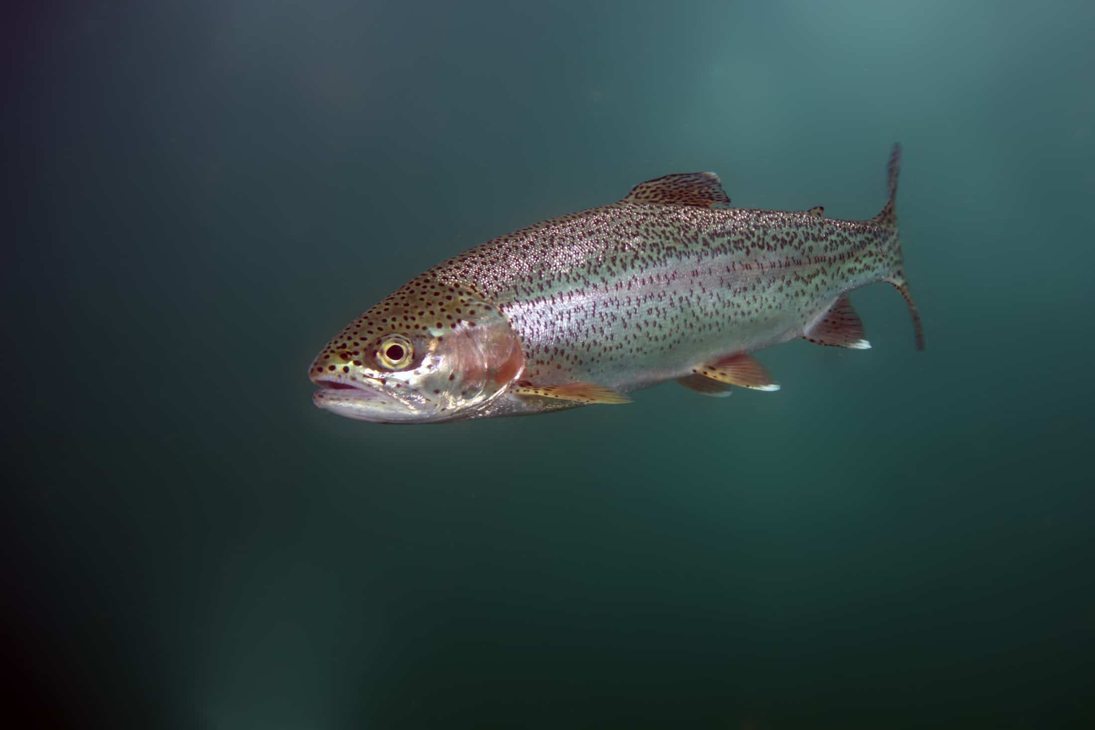 Regnbueorret Fisk