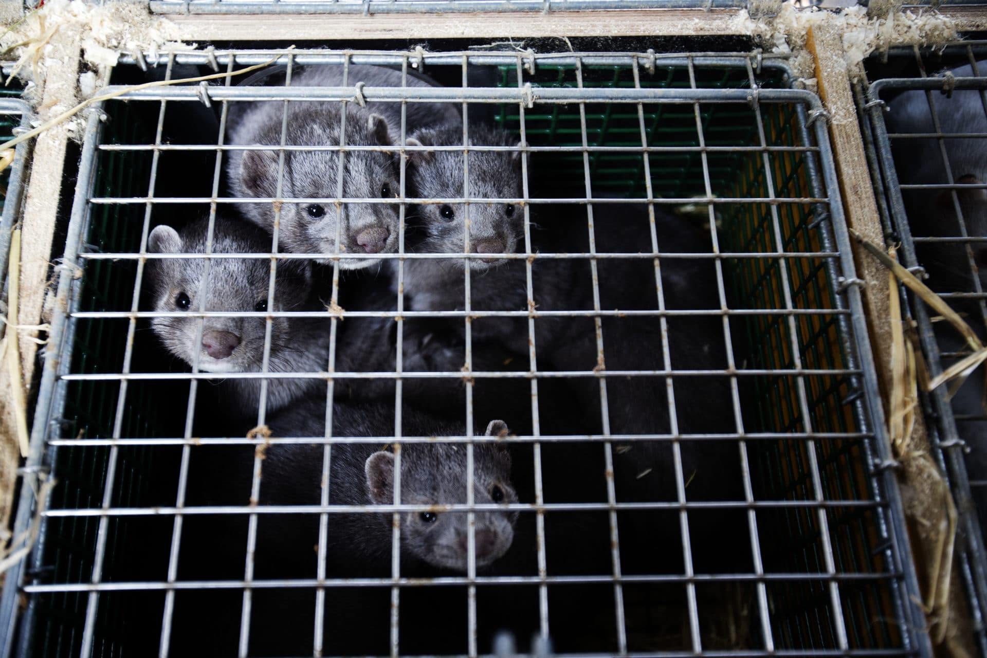 Fire mink i samme bur. Veterinærforeningen mener at pelsdyrhold som dette bør avvikles.