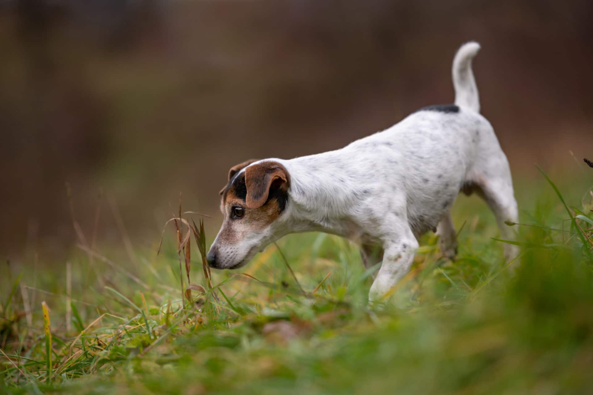 Hund som snuser i en eng