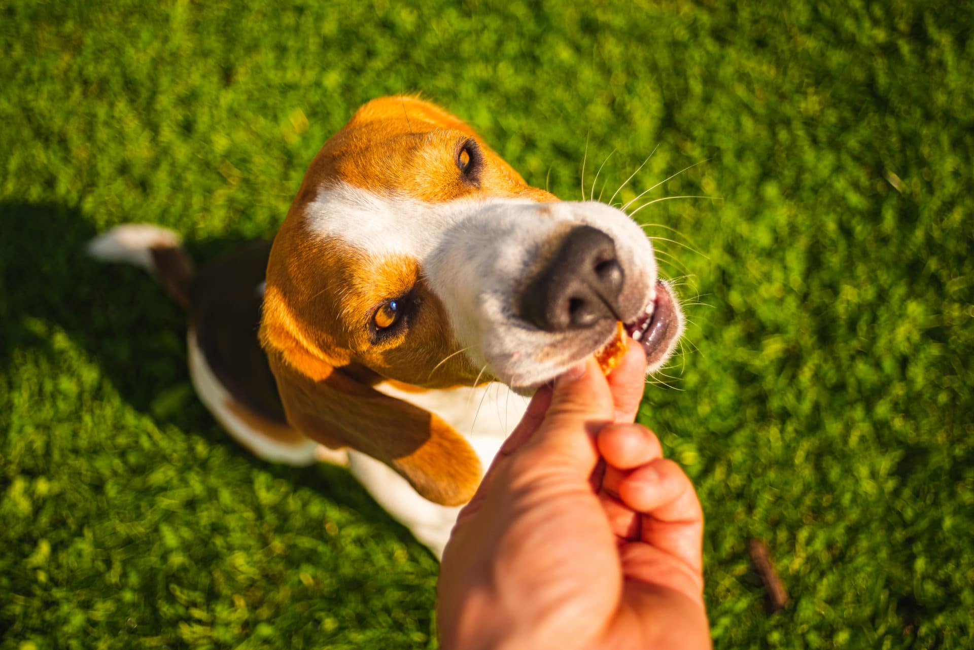 Beagle sitter på gresset og får godbit