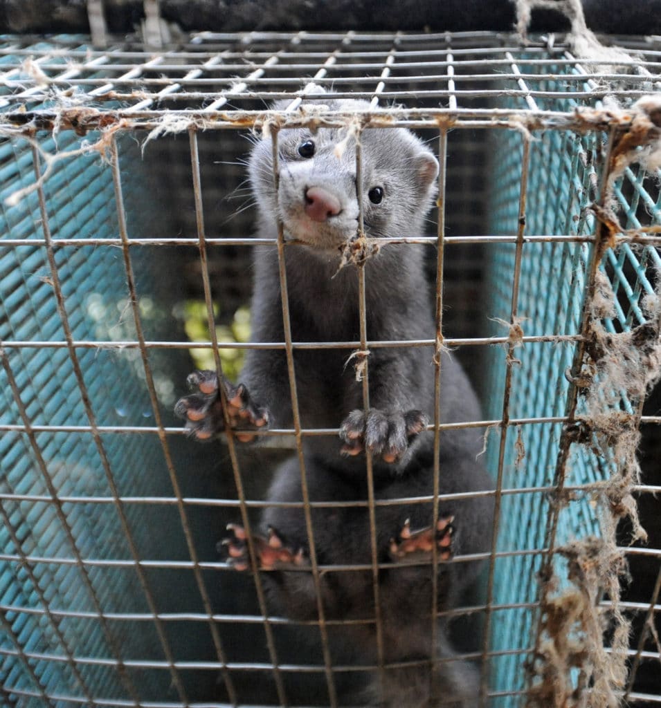 Mink på svensk pelsfarm