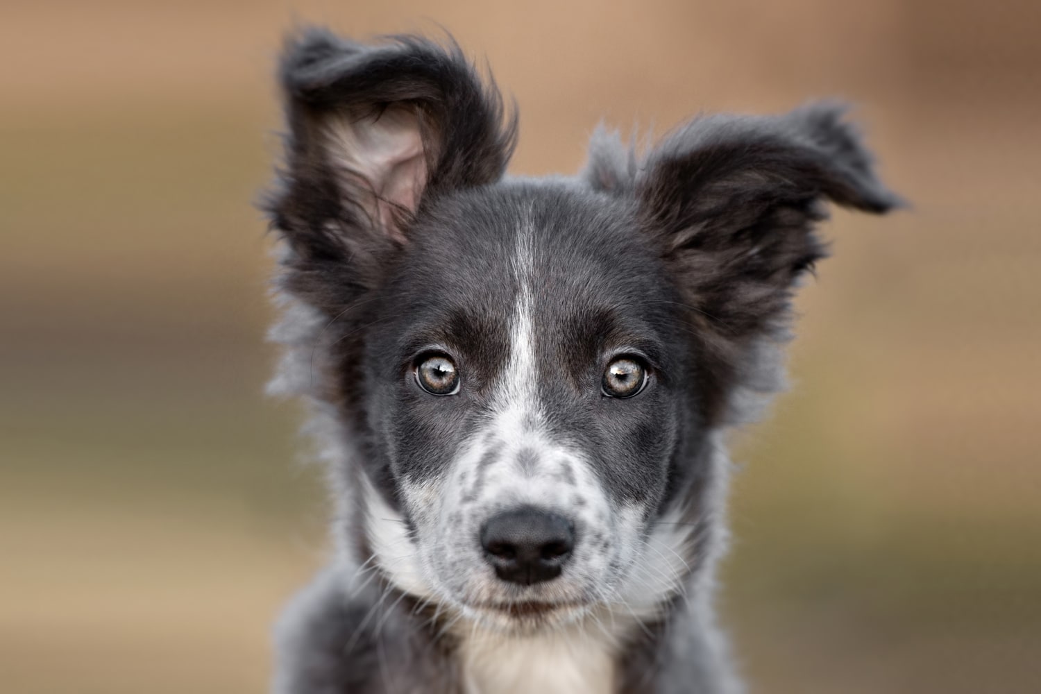 Border collie-valp