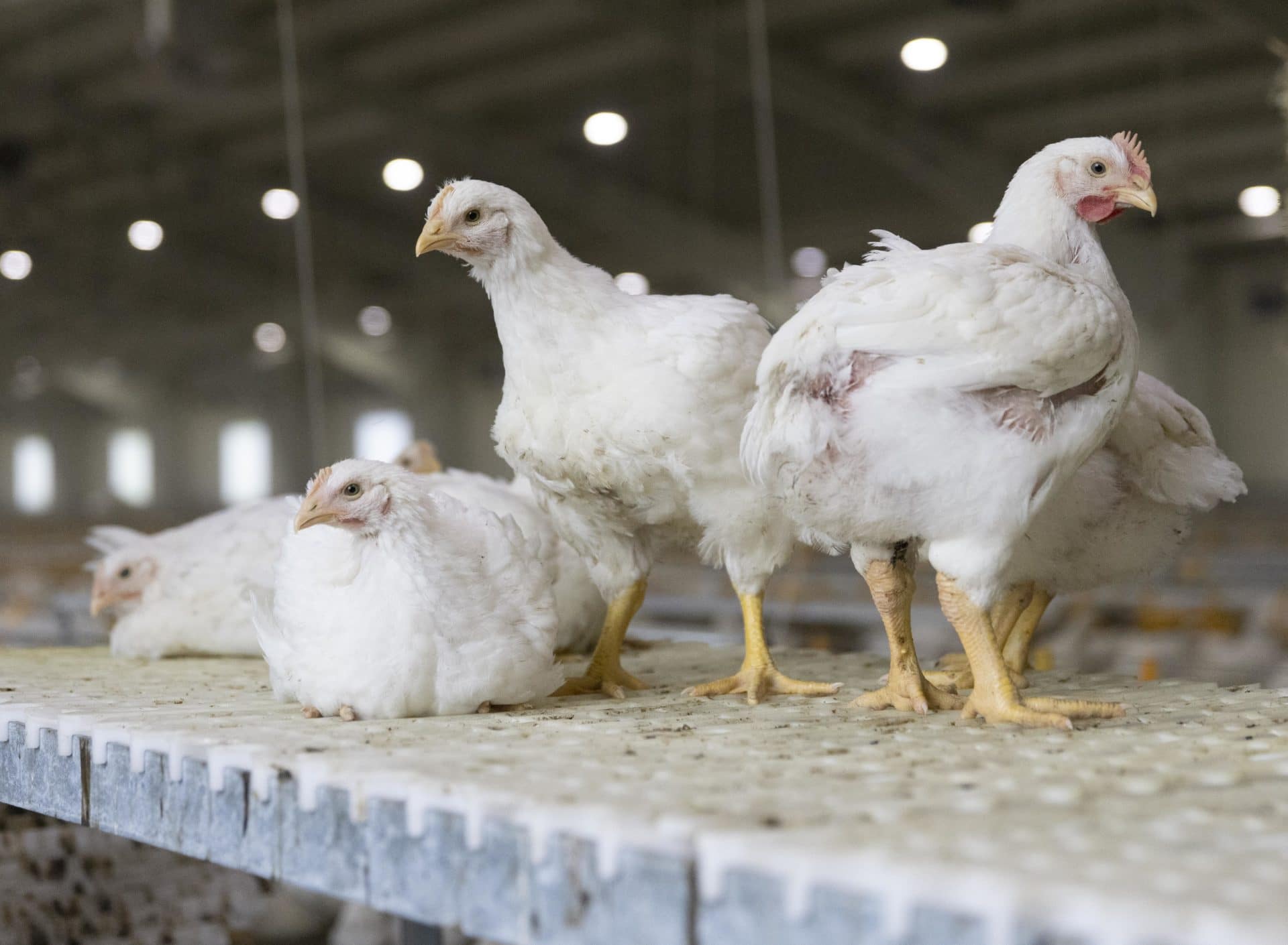 White chickens