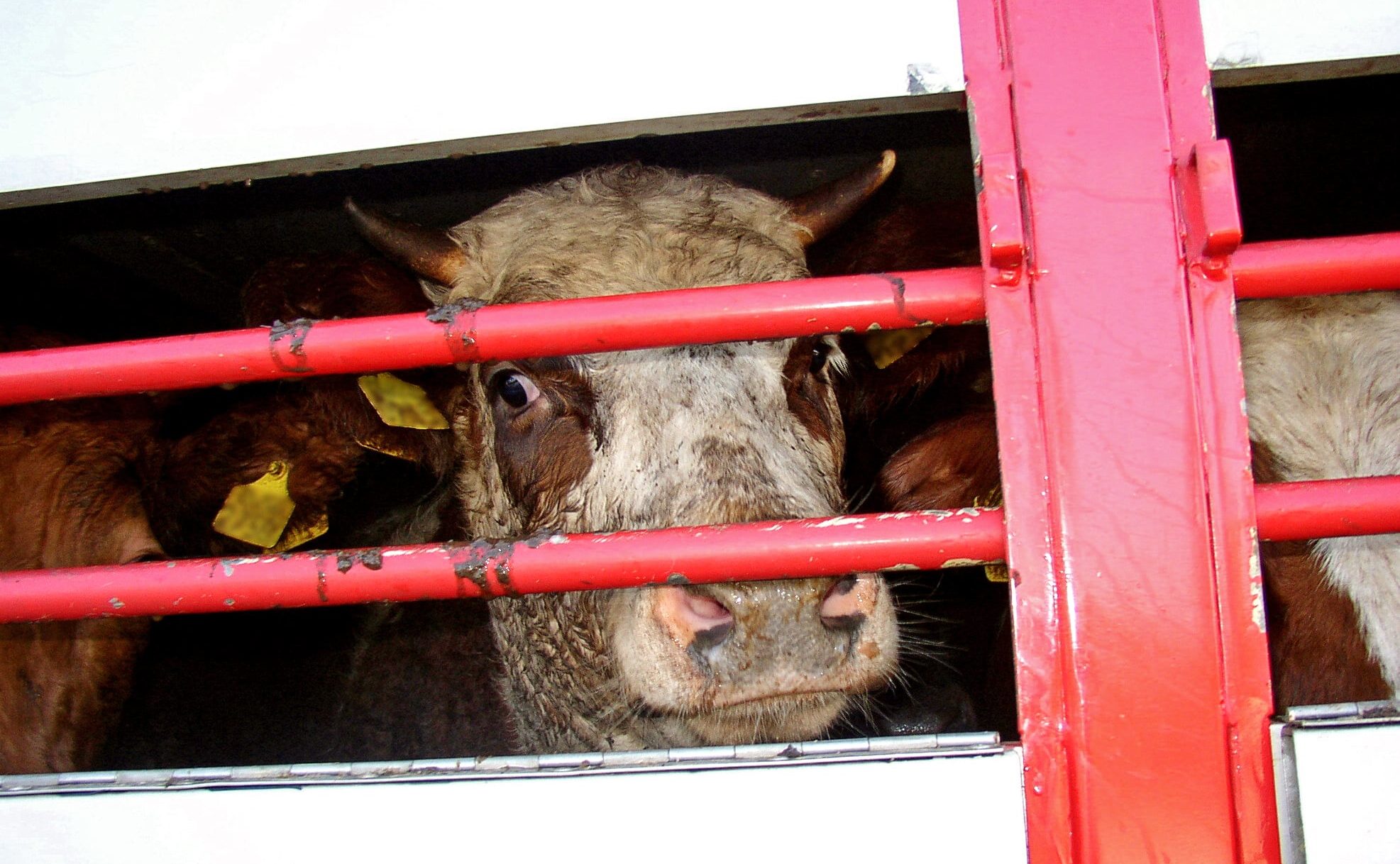 Dyretransport med storfe - Europa - FOTO Free Animal Pix cows-0176