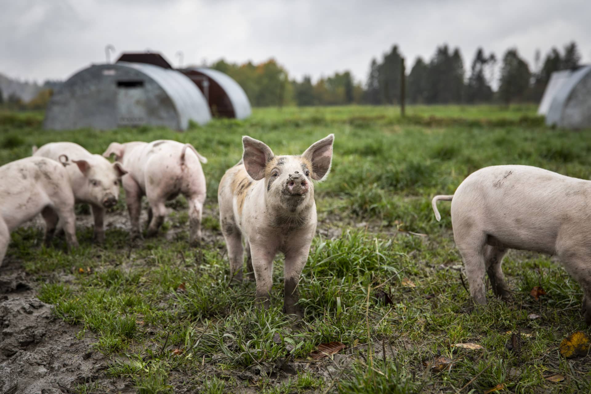 Griser ute. Slik hjelper vi grisene.