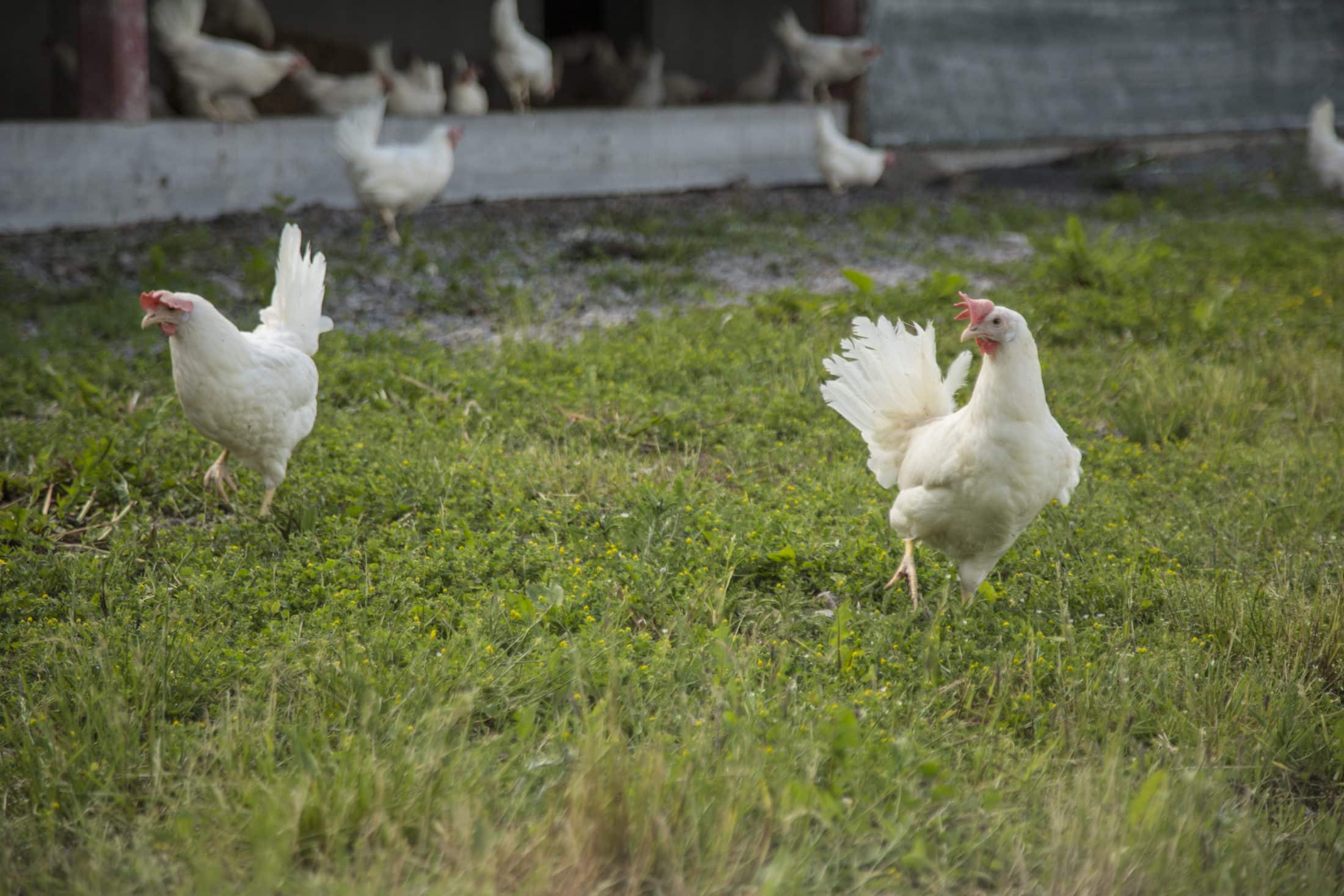 2017 VERPEHØNS fra VINGULMARK 
Økologisk eggproduksjon med Bonde RUNAR SØRLI