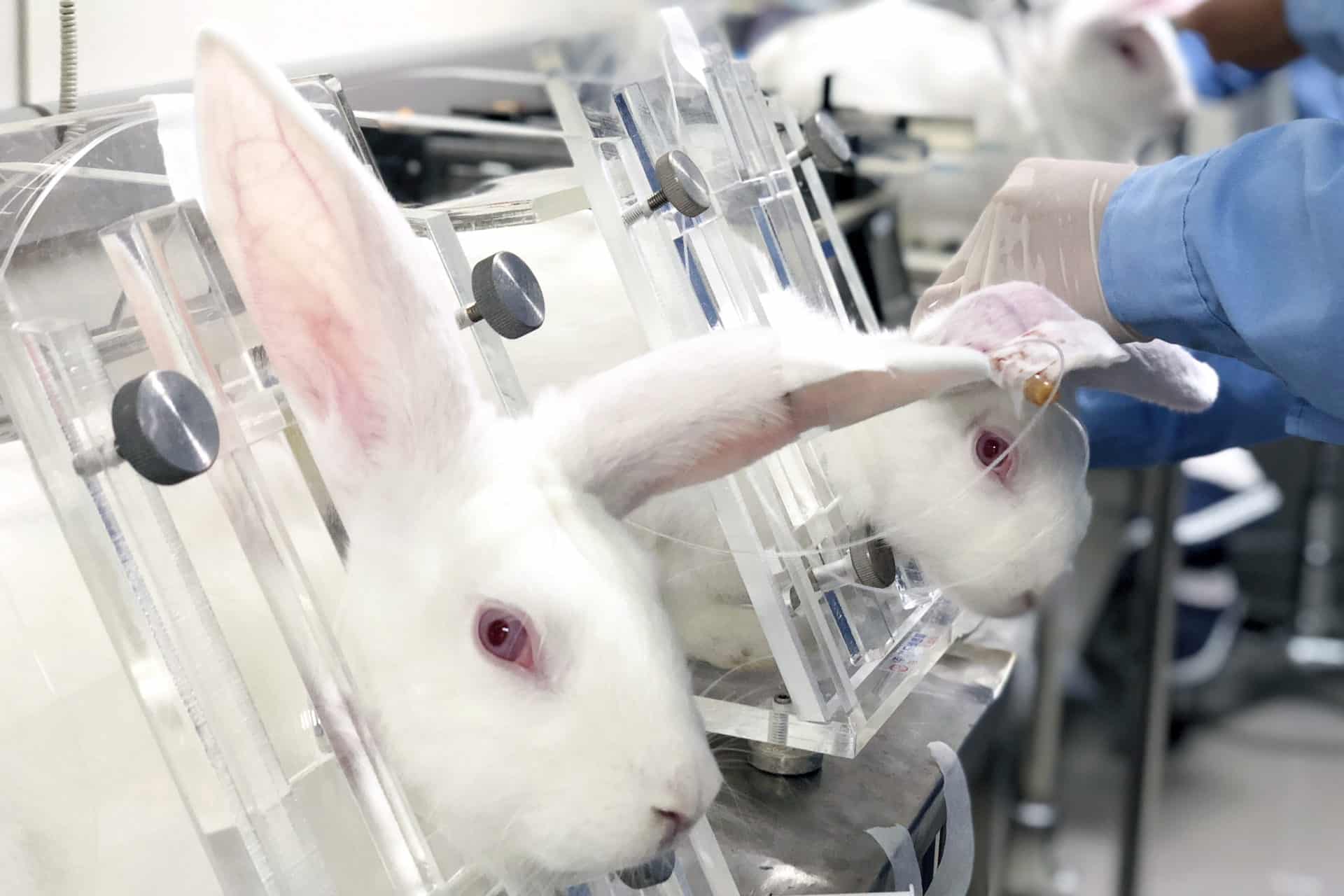 Illustrasjonsfoto fra forsøksdyrlaboratorium i ukjent land, fra iStock Photo. Kaniner i dyreforsøk.