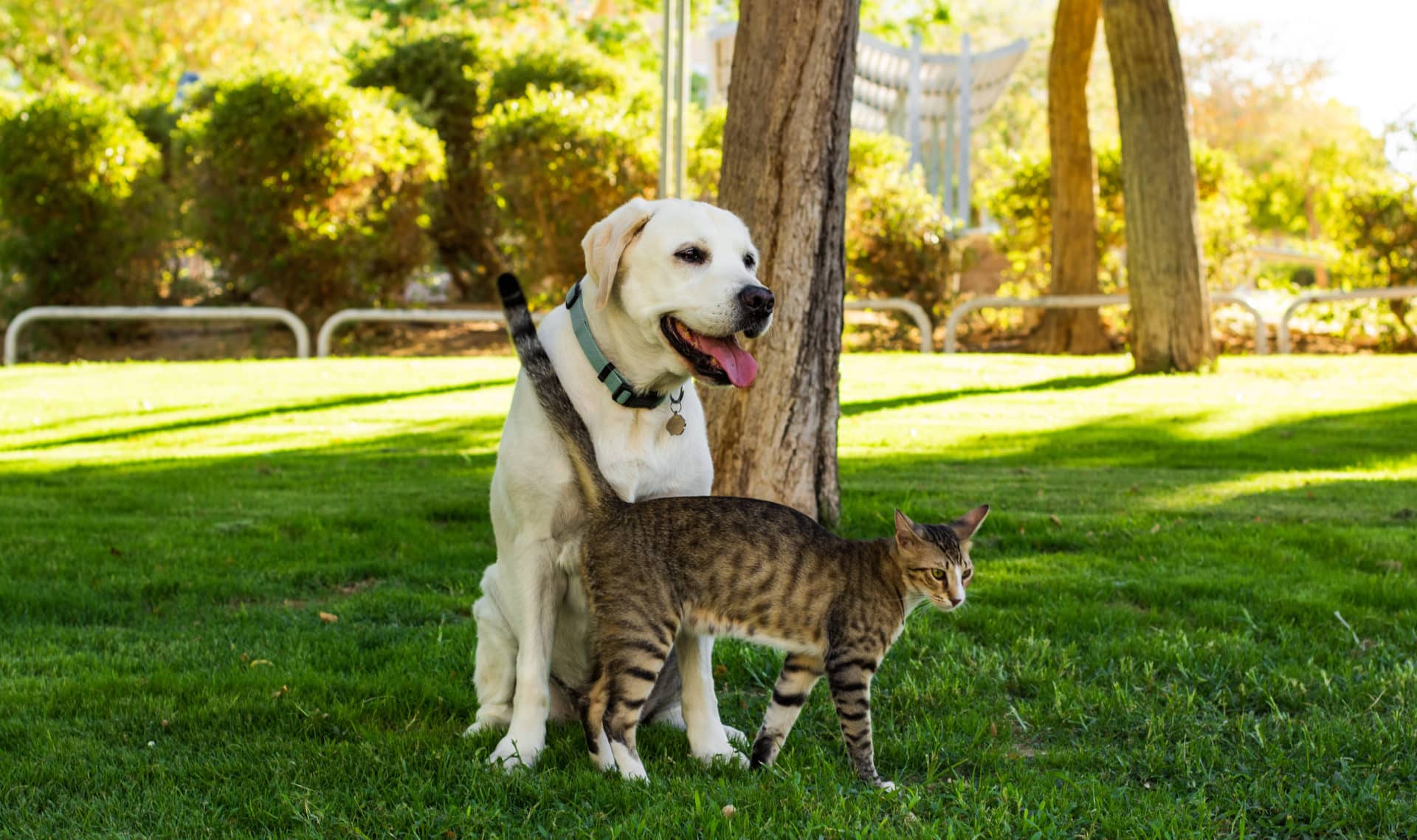 hund og katt i parken om sommeren