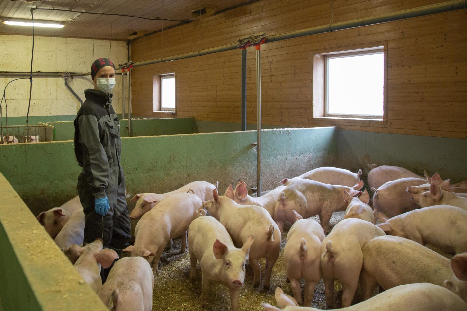 Slik hjelper vi grisene: en av Dyrevernalliansens veterinærer på besøk i grisehus.