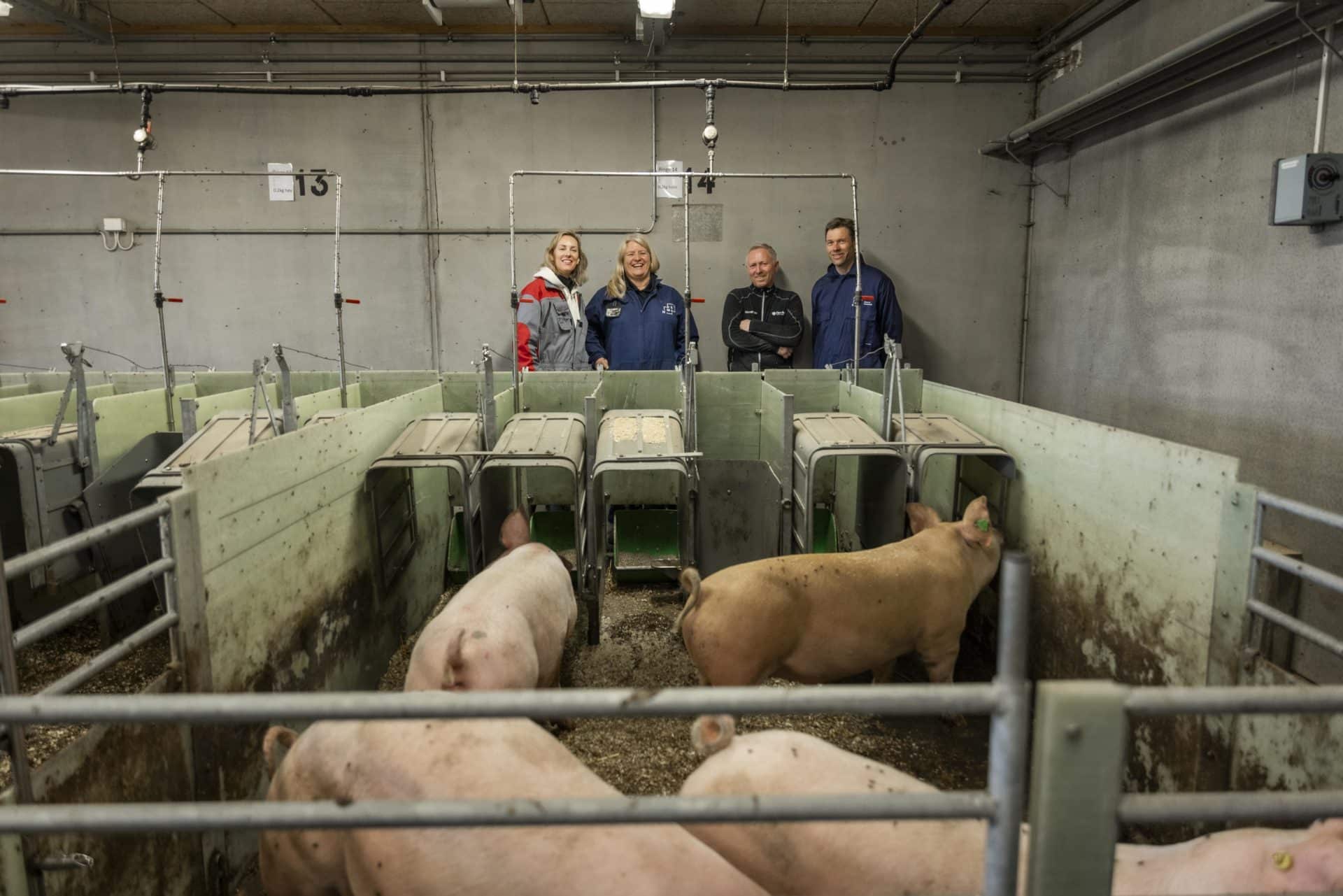 Slik hjelper vi grisene: Dyrevernalliansens forskningsfond finansierer forskningsprosjekt på NMBU.