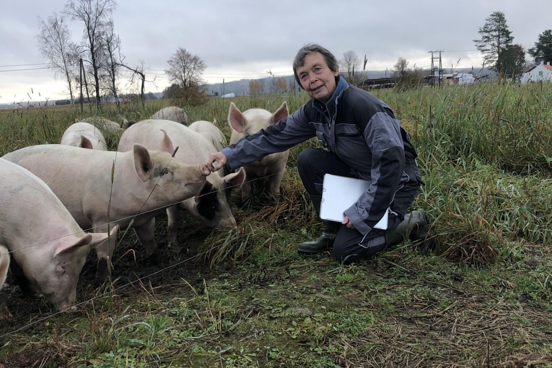 Slik hjelper vi grisene: Dyrevernalliansens forskningsfond har finansiert en studie der Norsøk undersøker muligheter for å ha gris ute. Forsker Kristin Sørheim hilser på noen av grisene ute på et jorde.