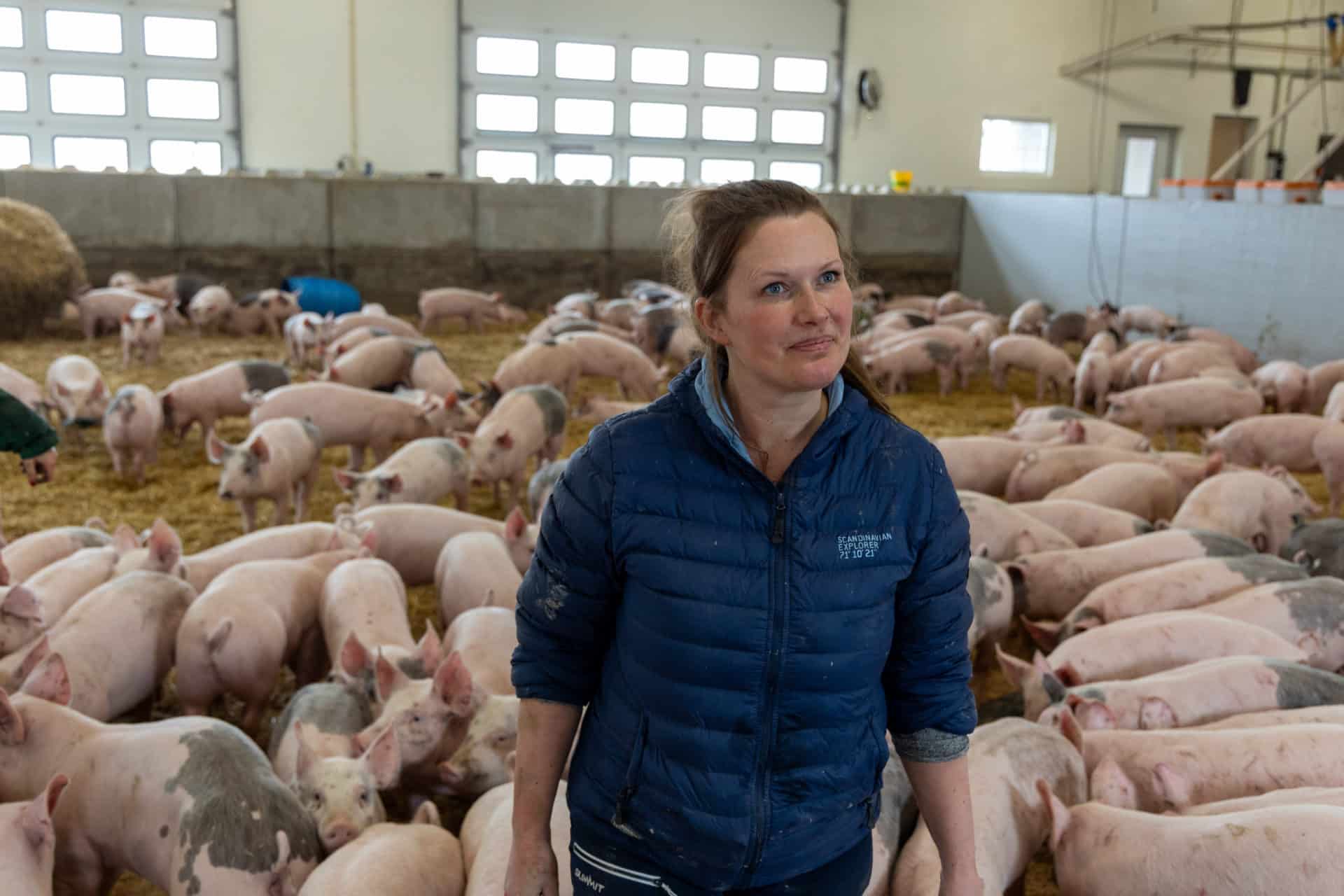 Slik hjelper vi grisene: Veierud gård er sertifisert med Dyrevernmerket