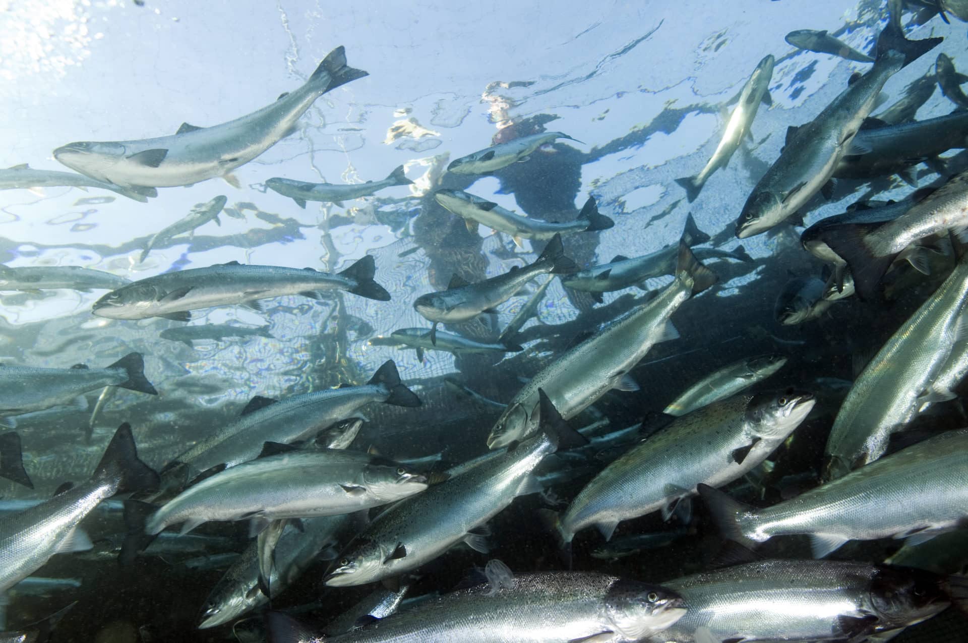 Fremtidens fiskevelferd krever at laks som svømmer mange sammen i en merd har bedre dyrevelferd.
